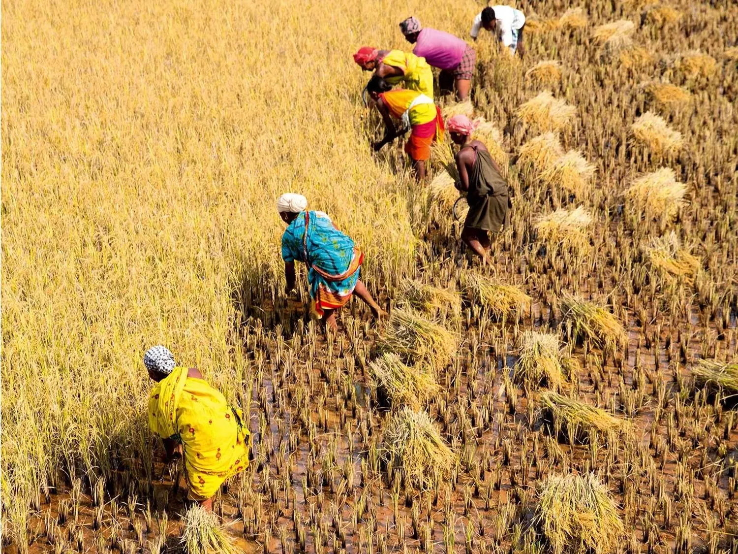 Farm workers harvesting a golden paddy field by hand.